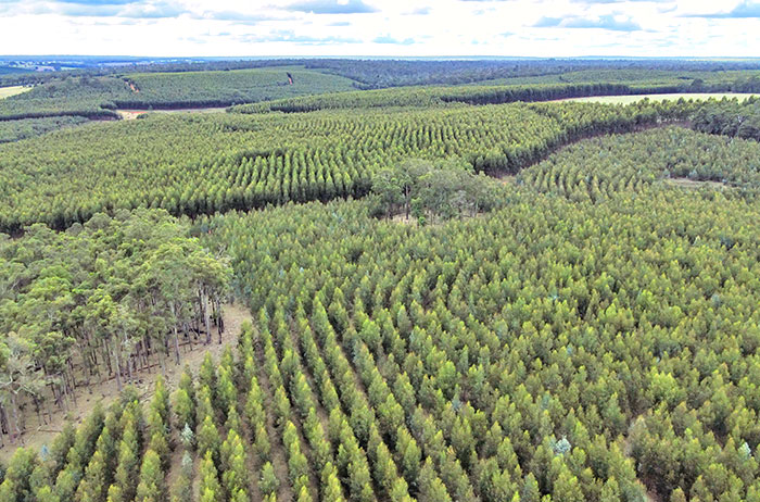 Forest plantation business (Australia)